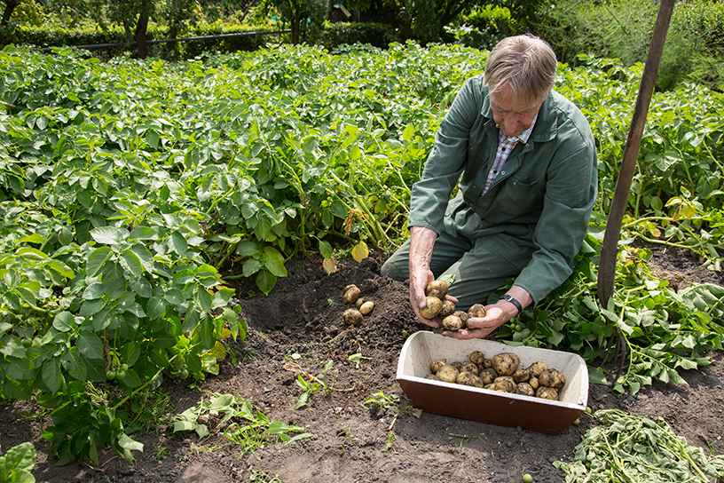Boer Evert Boerhave teelt aardappelen